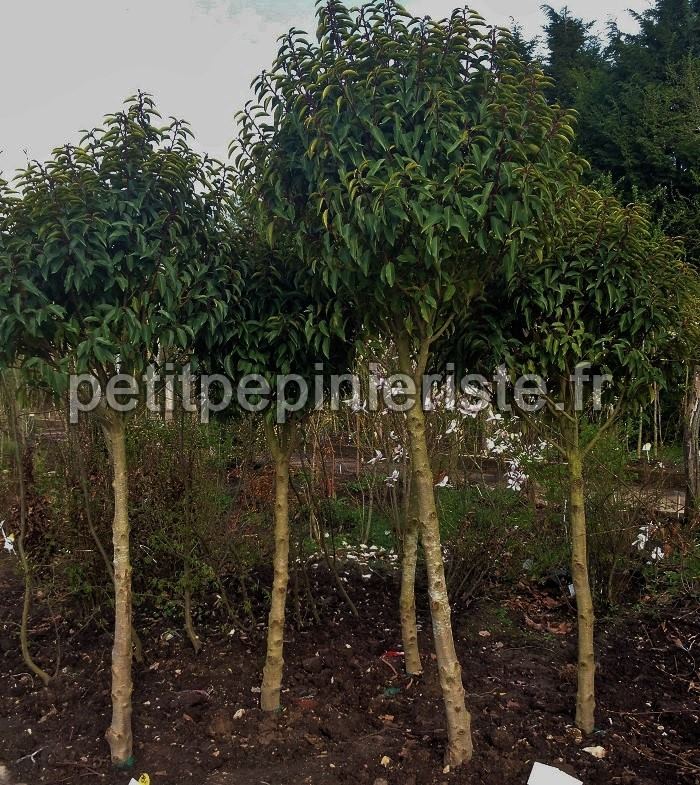 Prunus lusitanica pour terrasse 